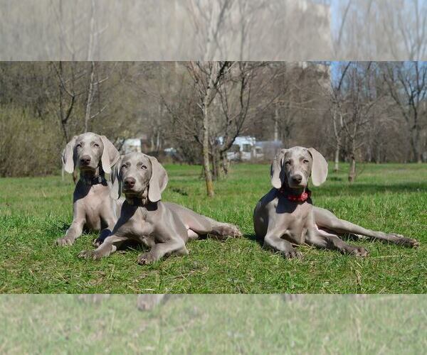 Medium Photo #1  Breeder Profile in Nitra, Nitriansky, Slovakia