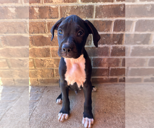 Medium Photo #6  Breeder Profile in FAIRHOPE, AL, USA