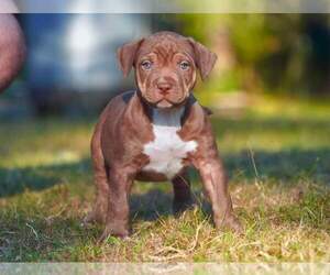 American Bully Dog Breeder in GIG HARBOR,  USA