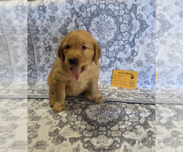 Medium Photo #9  Breeder Profile in GLENDALE, AZ, USA