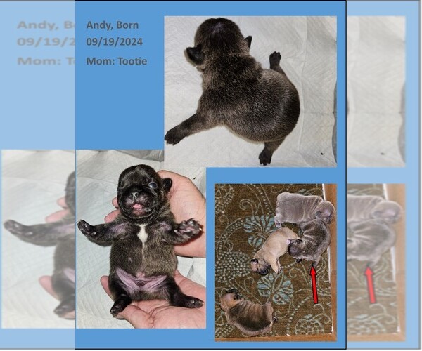 Medium Photo #1  Breeder Profile in BASTROP, TX, USA