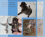 Small breeder photo