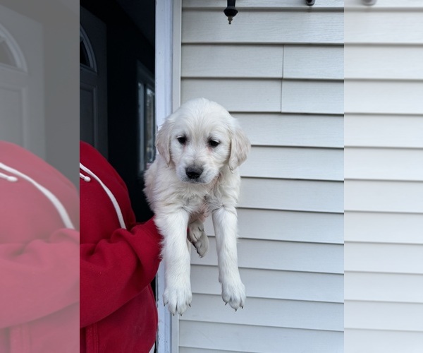 Medium Photo #1  Breeder Profile in KISSIMMEE, FL, USA