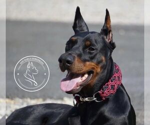 Doberman Pinscher Dog Breeder near ORANGE, MA, USA