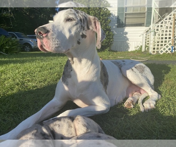 Medium Photo #1  Breeder Profile in SUMMERFIELD, FL, USA