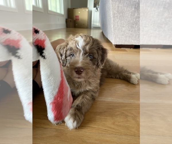 Medium Photo #8  Breeder Profile in MUNFORDVILLE, KY, USA