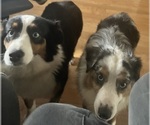 Small breeder photo
