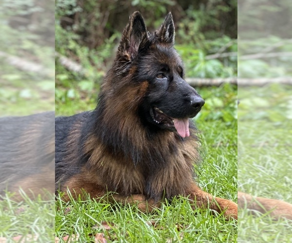 Medium Photo #5  Breeder Profile in COVINGTON, LA, USA