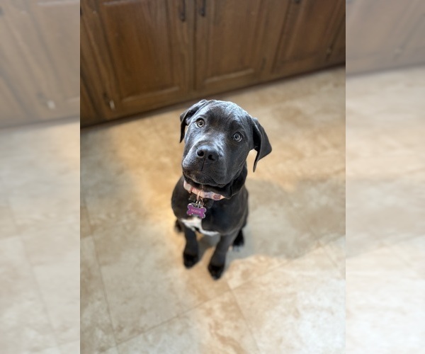 Medium Photo #17  Breeder Profile in FORT WAYNE, IN, USA