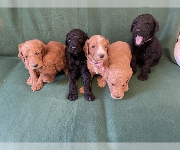 Medium Photo #1  Breeder Profile in NORTHRIDGE, CA, USA