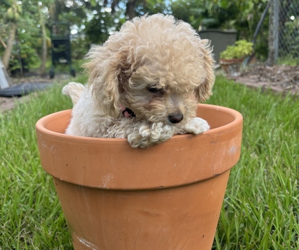 Medium Photo #3  Breeder Profile in NORTH PORT, FL, USA