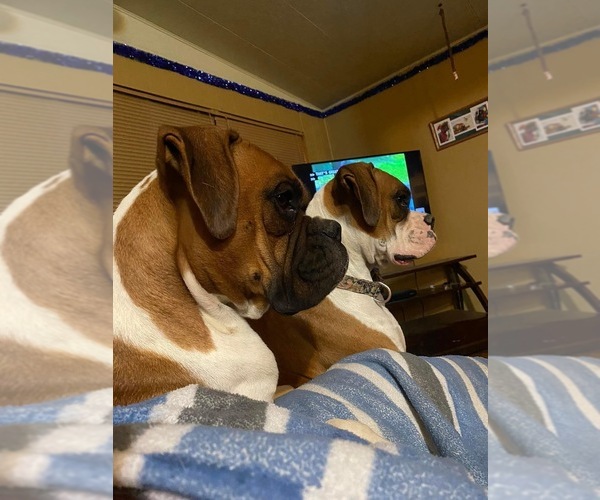 Medium Photo #1  Breeder Profile in INCHELIUM, WA, USA