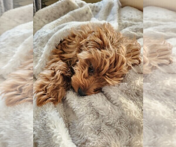 Medium Photo #3  Breeder Profile in GRAND RAPIDS, MI, USA
