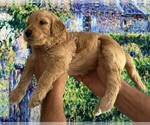Small #9 Breeder Profile image
