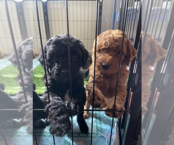 Medium Photo #4  Breeder Profile in NASHVILLE, TN, USA