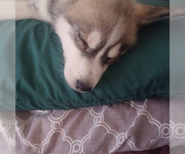 Medium Photo #20  Breeder Profile in EDMORE, MI, USA