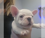 Small #13 Breeder Profile image