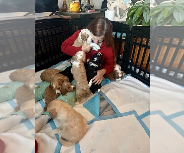 Medium Photo #11  Breeder Profile in GRAND JCT, CO, USA