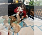 Small #10 Breeder Profile image