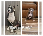 Small #8 Breeder Profile image