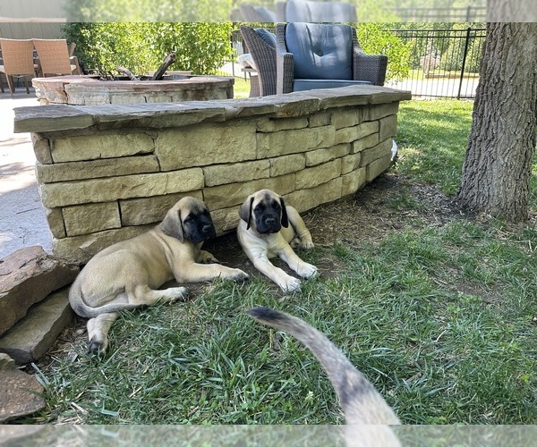 Medium Photo #8  Breeder Profile in OLATHE, KS, USA