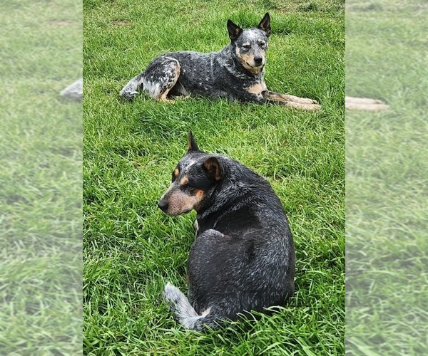 Medium Photo #4  Breeder Profile in CANON, GA, USA
