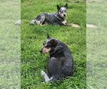 Small #3 Breeder Profile image
