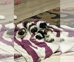 Small #10 Breeder Profile image