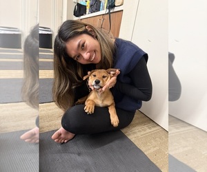 Doberman Pinscher-Shiba Inu Mix Dog Breeder near CUPERTINO, CA, USA