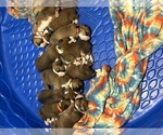 Small breeder photo