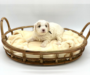 French Bulldog Dog Breeder in MAGNOLIA SQ,  USA