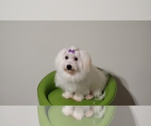 Coton de Tulear Dog Breeder near LOGANVILLE, GA, USA
