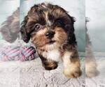 Small breeder photo
