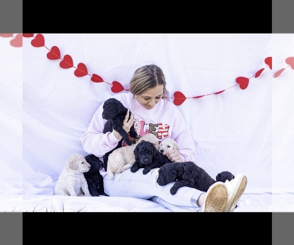 Medium Photo #1  Breeder Profile in STANFIELD, NC, USA