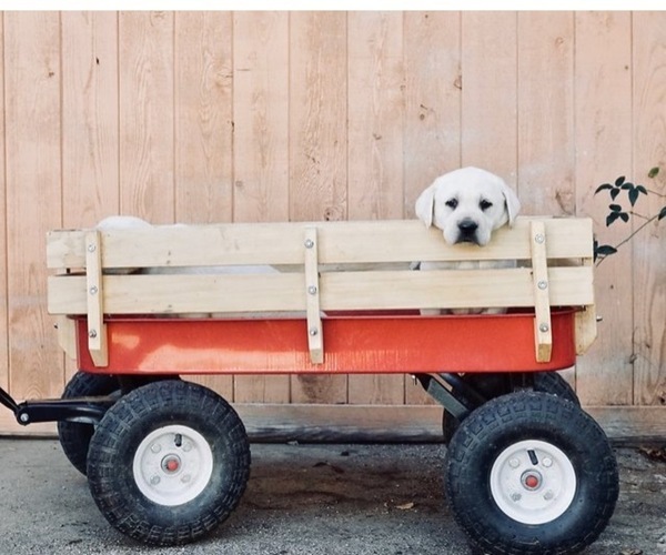 Medium Photo #16  Breeder Profile in PAUMA VALLEY, CA, USA