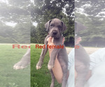 Small Photo #9  Breeder Profile in WALNUT GROVE, MO, USA