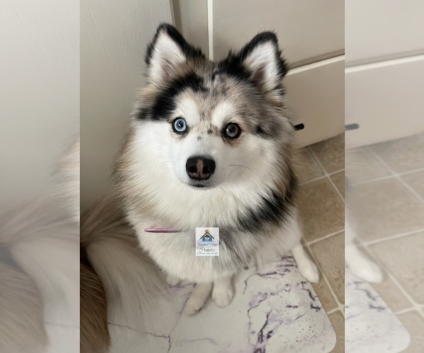 Medium Photo #44  Breeder Profile in BURNS TOWNSHIP, MN, USA