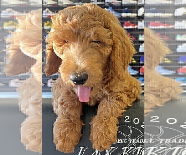 Medium Photo #20  Breeder Profile in HUNTINGTON BEACH, CA, USA