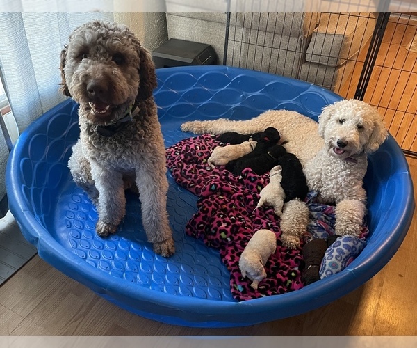 Medium Photo #1  Breeder Profile in FAIRLAND, OK, USA