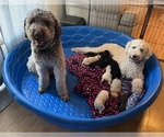 Small breeder photo