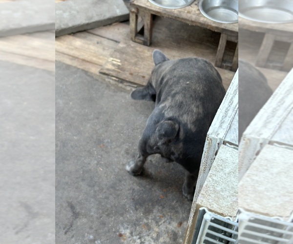 Medium Photo #4  Breeder Profile in MODESTO, CA, USA