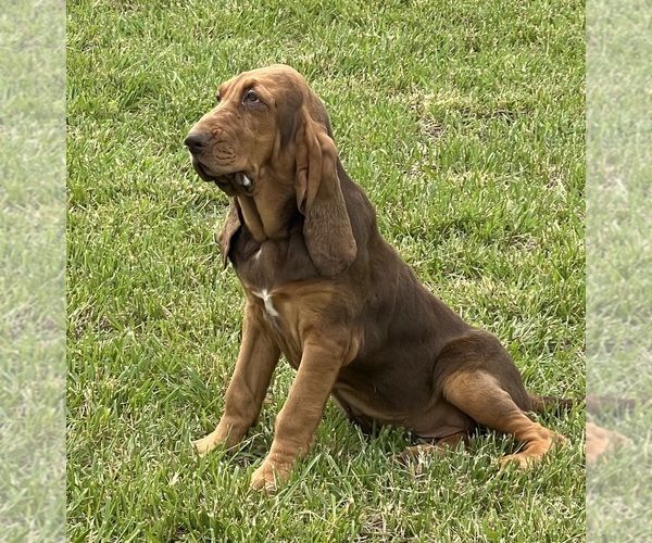 Medium Photo #4  Breeder Profile in CHAPMANSBORO, TN, USA