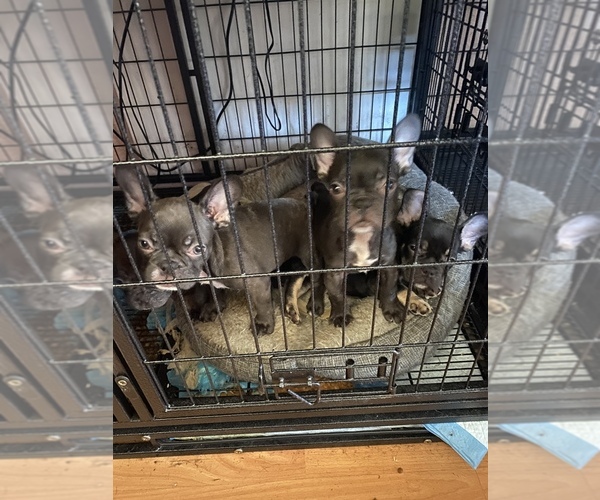 Medium Photo #1  Breeder Profile in SANTA ANA, CA, USA