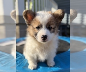 Pembroke Welsh Corgi Dog Breeder near GRAND RAPIDS, MI, USA