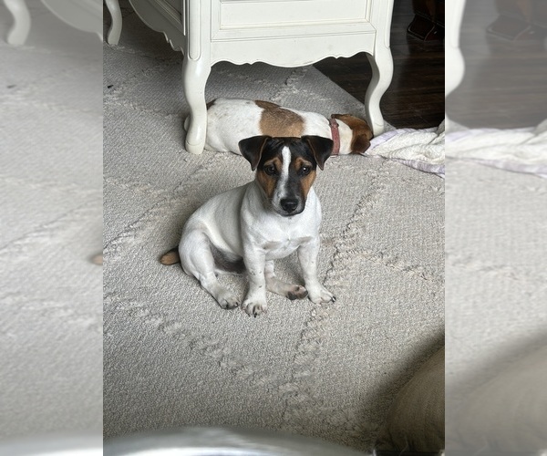 Medium Photo #5  Breeder Profile in BELLVILLE, TX, USA