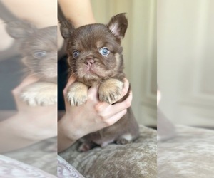 French Bulldog Dog Breeder in BROOKLYN,  USA