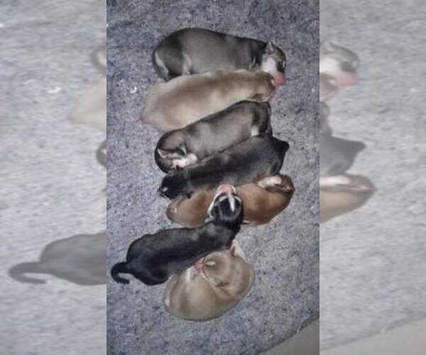Medium Photo #1  Breeder Profile in CHINO VALLEY, AZ, USA