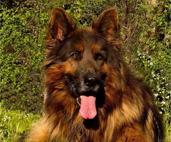Medium Photo #1  Breeder Profile in GADSDEN, AL, USA