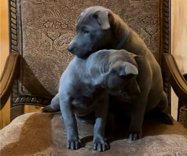 Medium Photo #5  Breeder Profile in POTSDAM, NY, USA