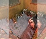 Small breeder photo
